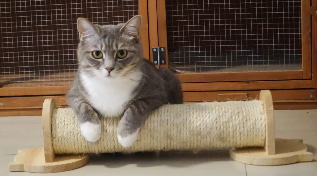 Gray Tabby cat in cat boarding house