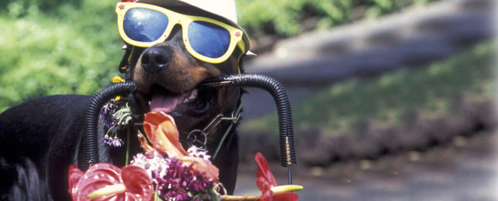 a dog wearing a hat, goggles, and flowers.