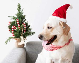 safe gifts for pets